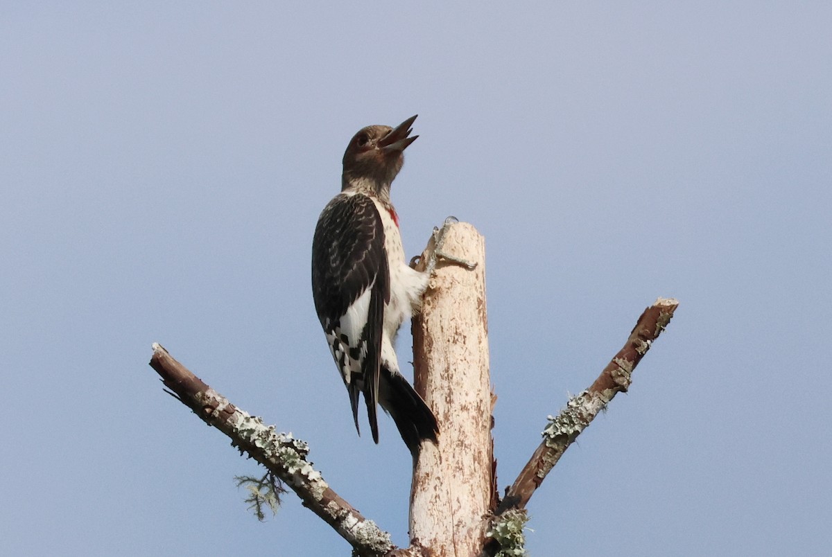 Red-headed Woodpecker - ML624360799