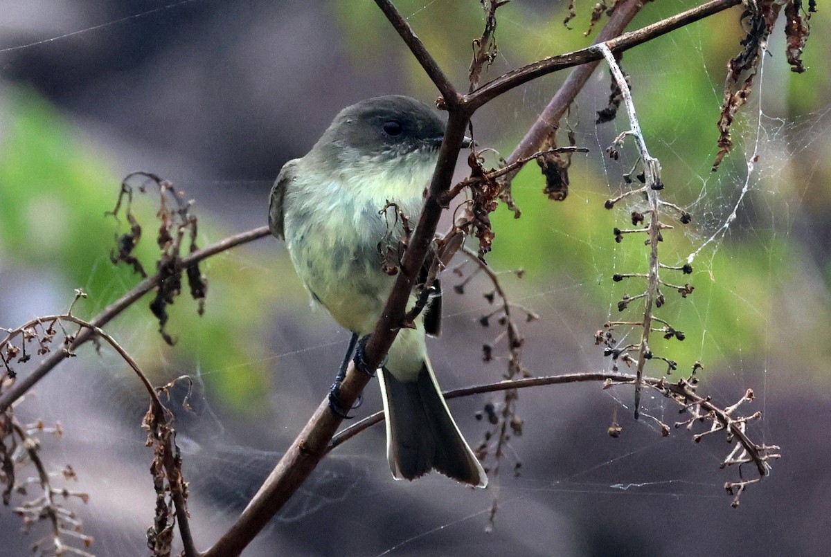 Eastern Phoebe - ML624360809