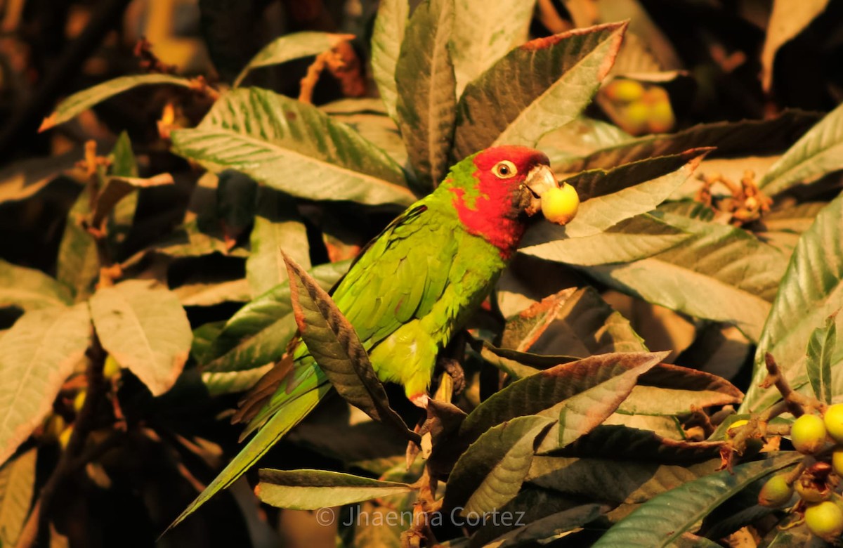 オナガアカボウシインコ - ML624360887