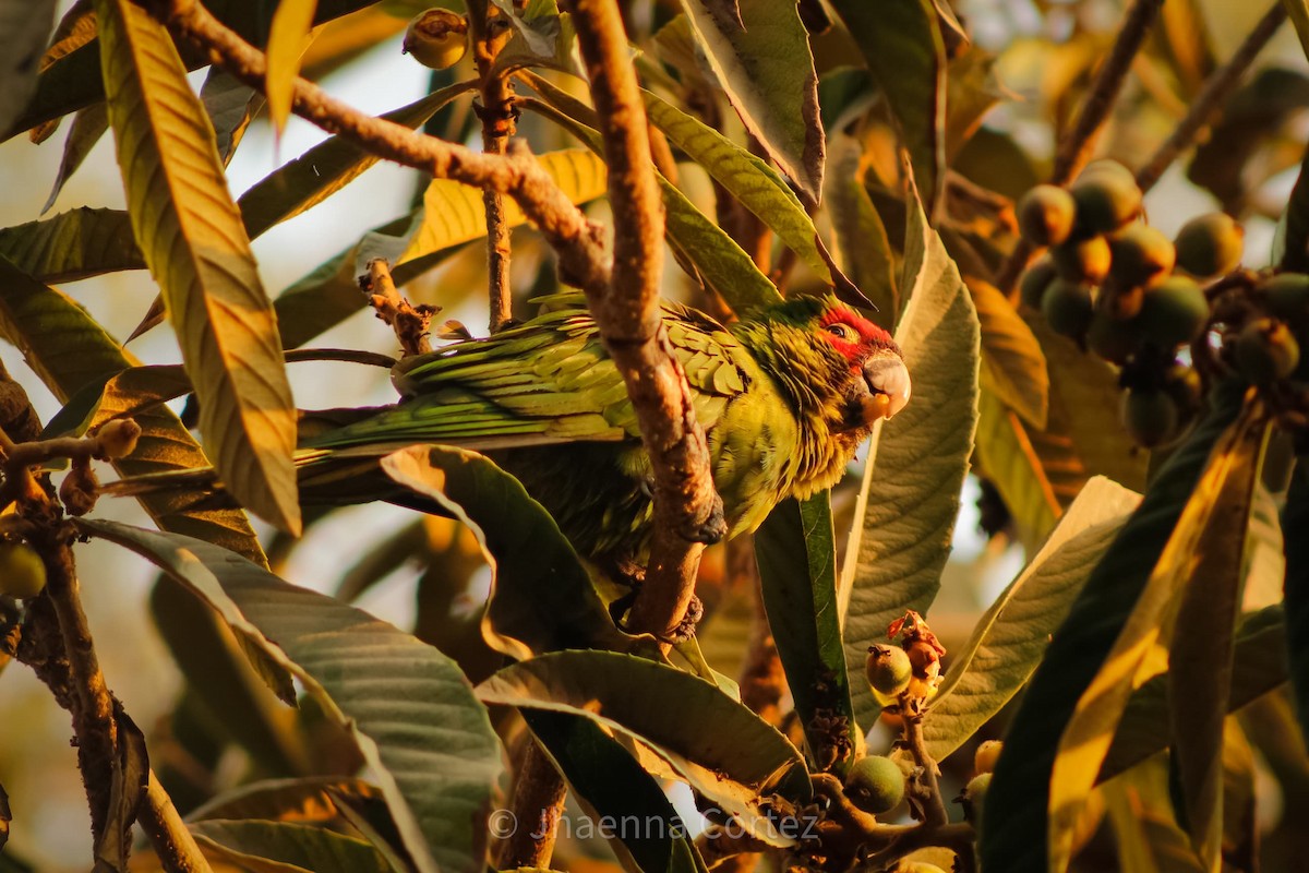 Red-masked Parakeet - Jhaenna Cortez