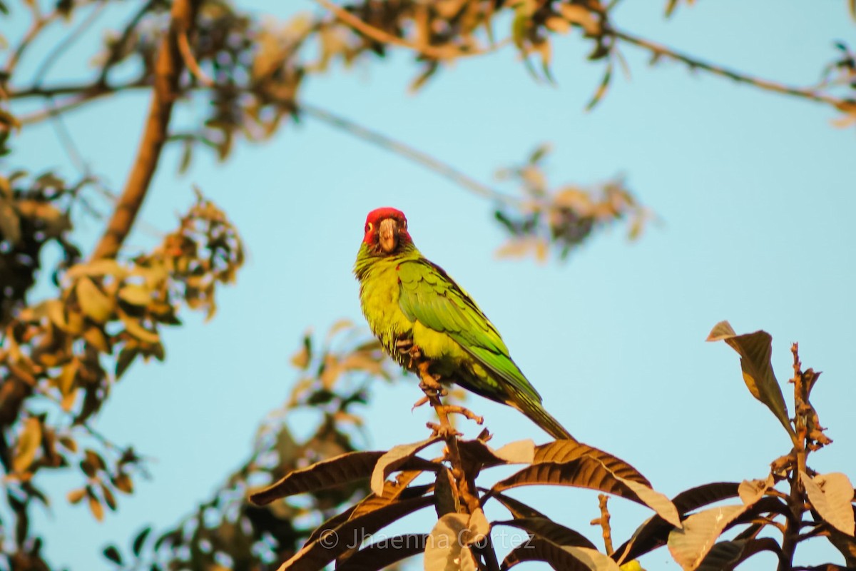 オナガアカボウシインコ - ML624360889