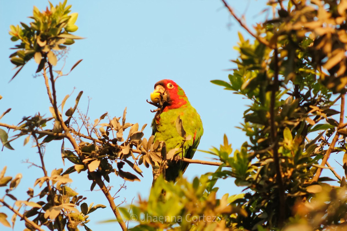 オナガアカボウシインコ - ML624360890