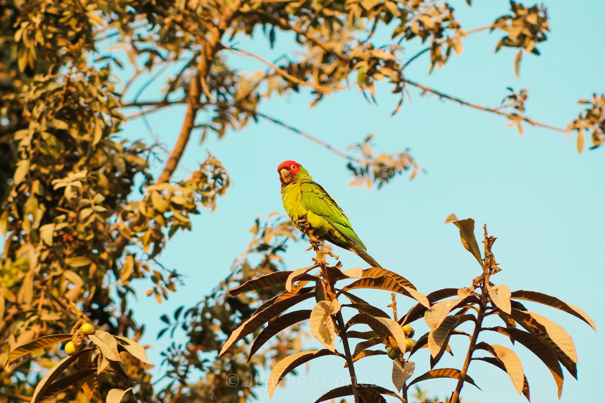 オナガアカボウシインコ - ML624360891