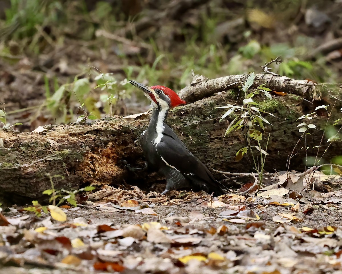 Pileated Woodpecker - ML624360900