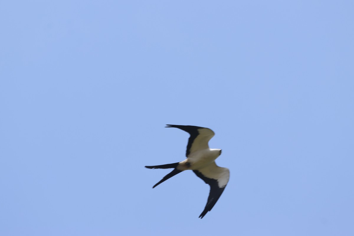 Swallow-tailed Kite - ML624360920