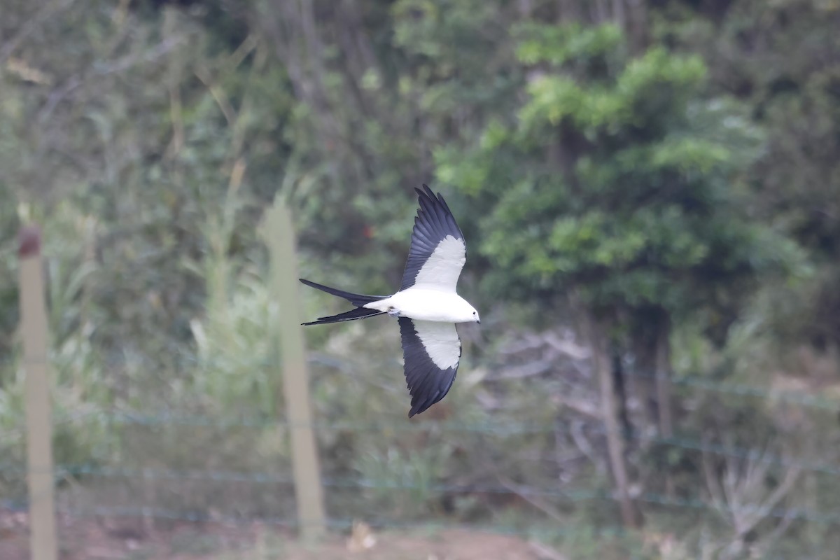 Swallow-tailed Kite - ML624360923