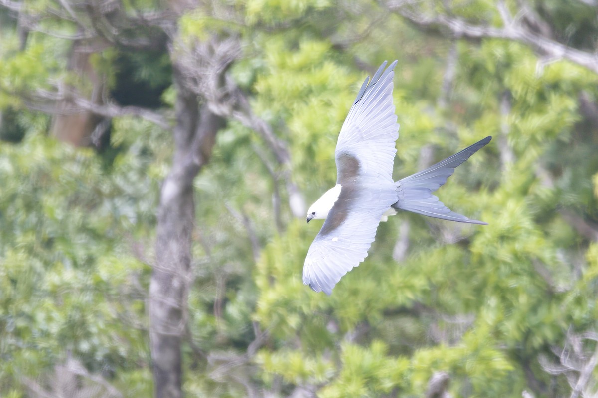 Swallow-tailed Kite - ML624360924