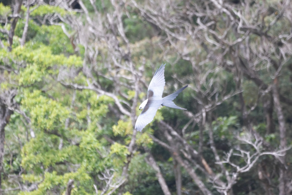 Swallow-tailed Kite - ML624360925