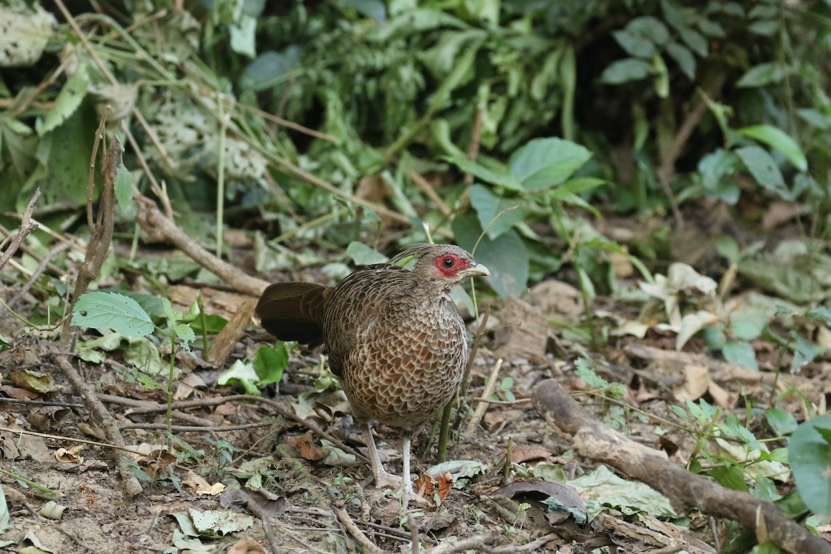 Faisan leucomèle - ML624361165