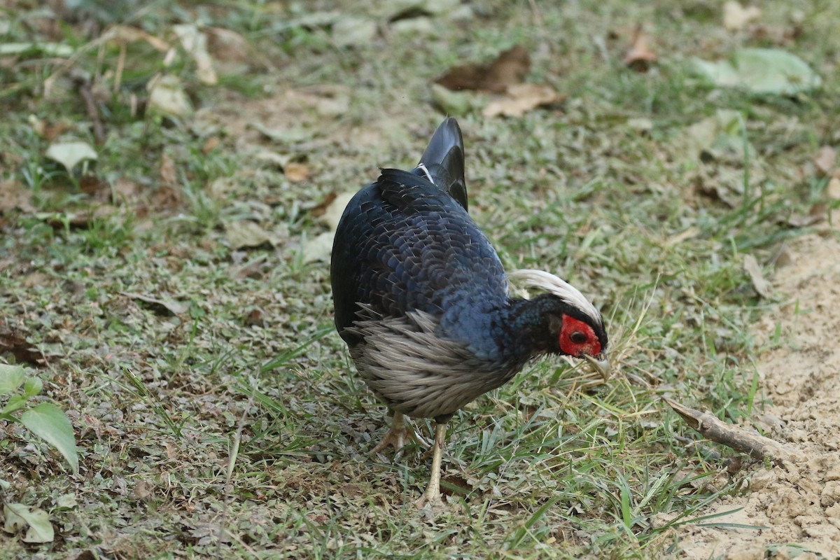 Kalij Pheasant - ML624361172