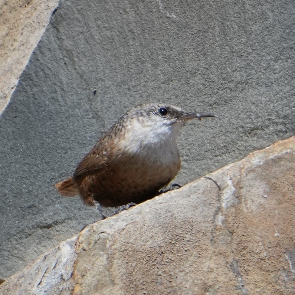 Canyon Wren - ML624361241