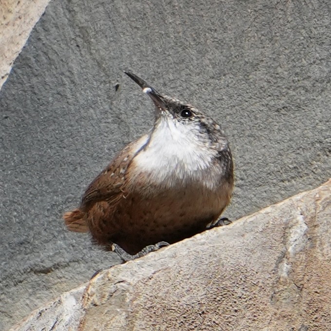 Canyon Wren - ML624361242