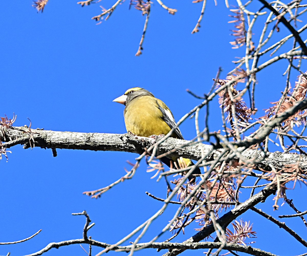 Evening Grosbeak - ML624361243