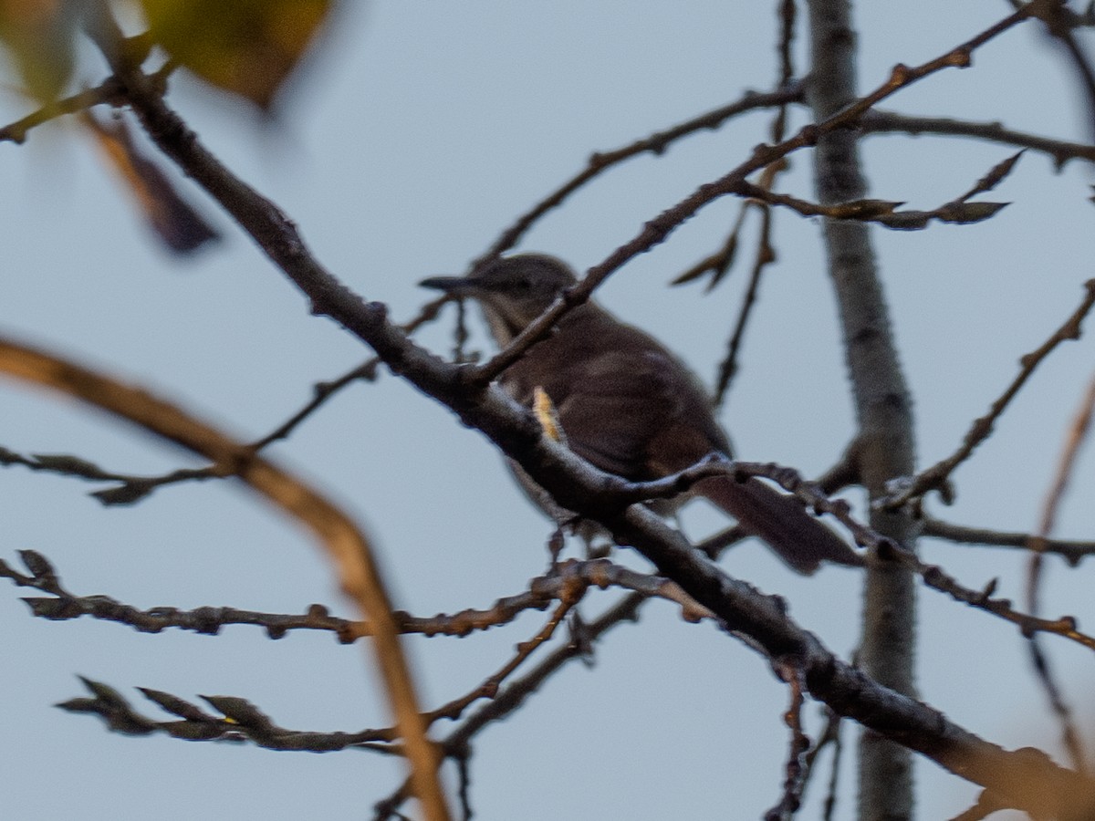 Brown Thrasher - ML624361339