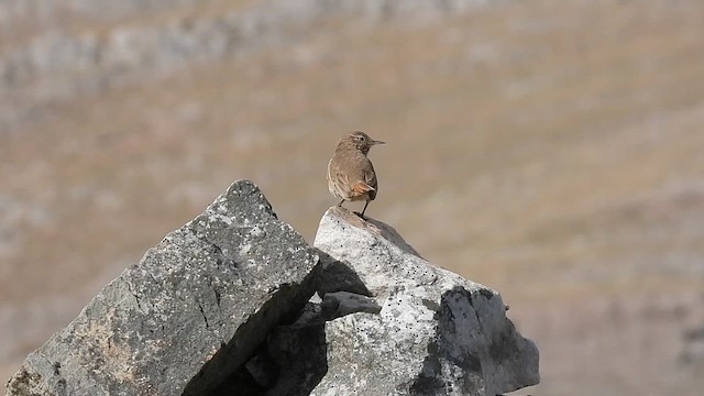 Cordilleran Canastero - ML624361551