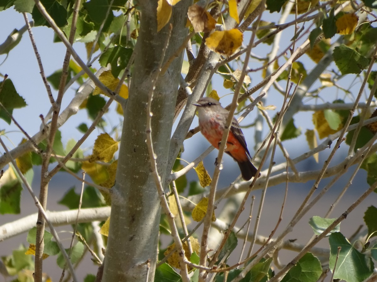 Vermilion Flycatcher - ML624361827