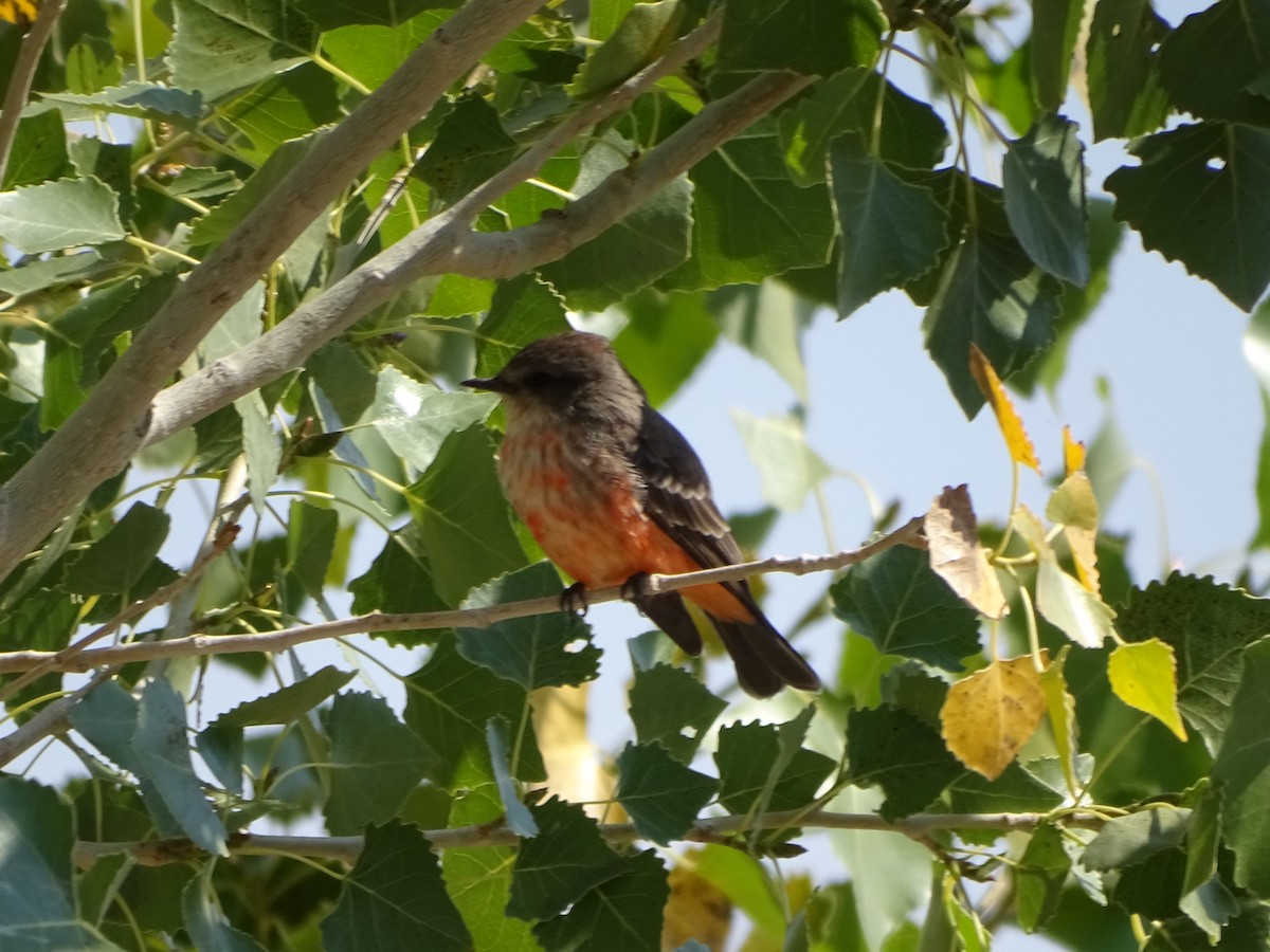 Vermilion Flycatcher - ML624361828