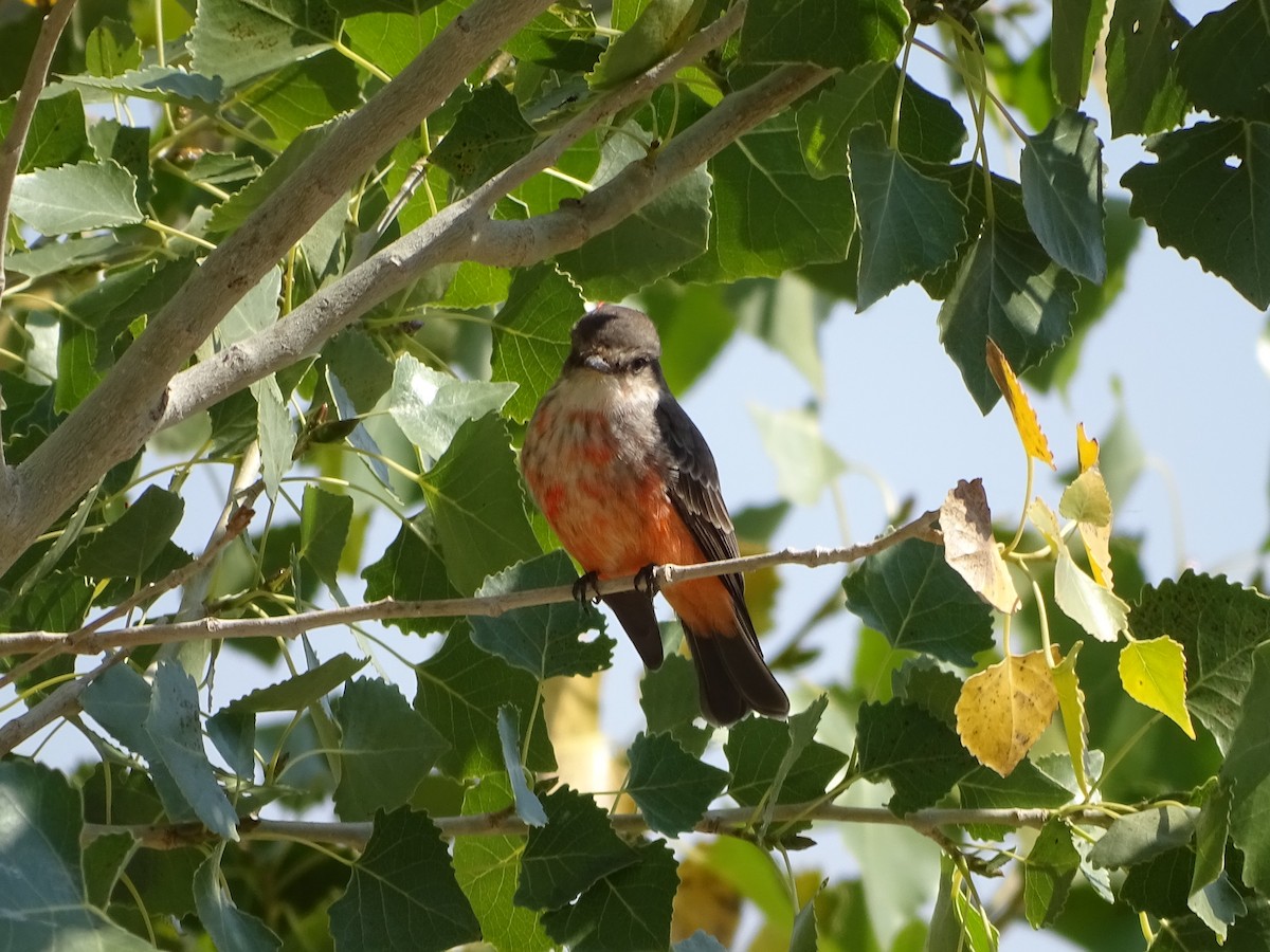 Vermilion Flycatcher - ML624361829