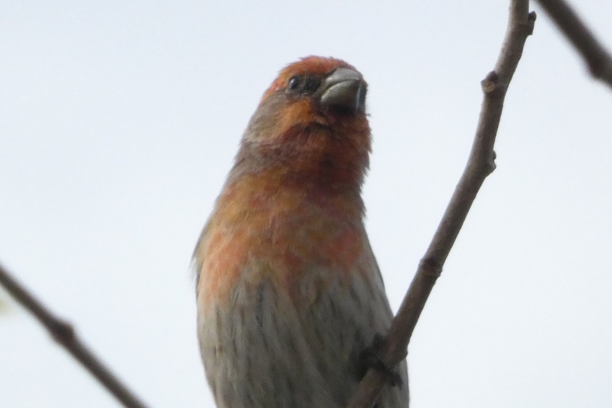 House Finch - ML624361900