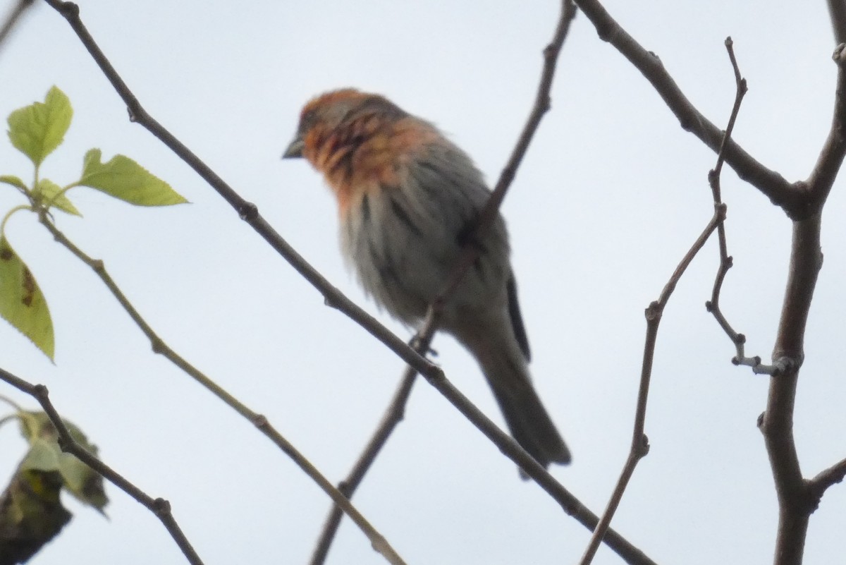 House Finch - ML624361901