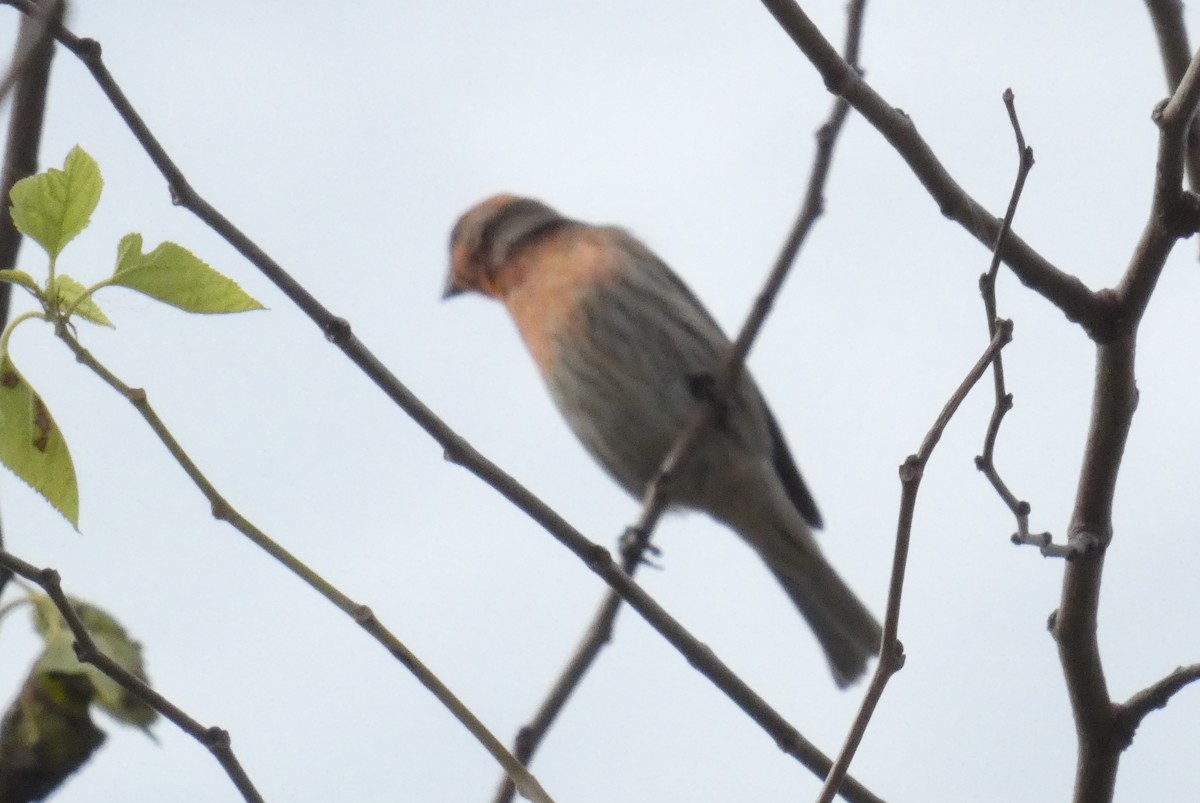 House Finch - ML624361902