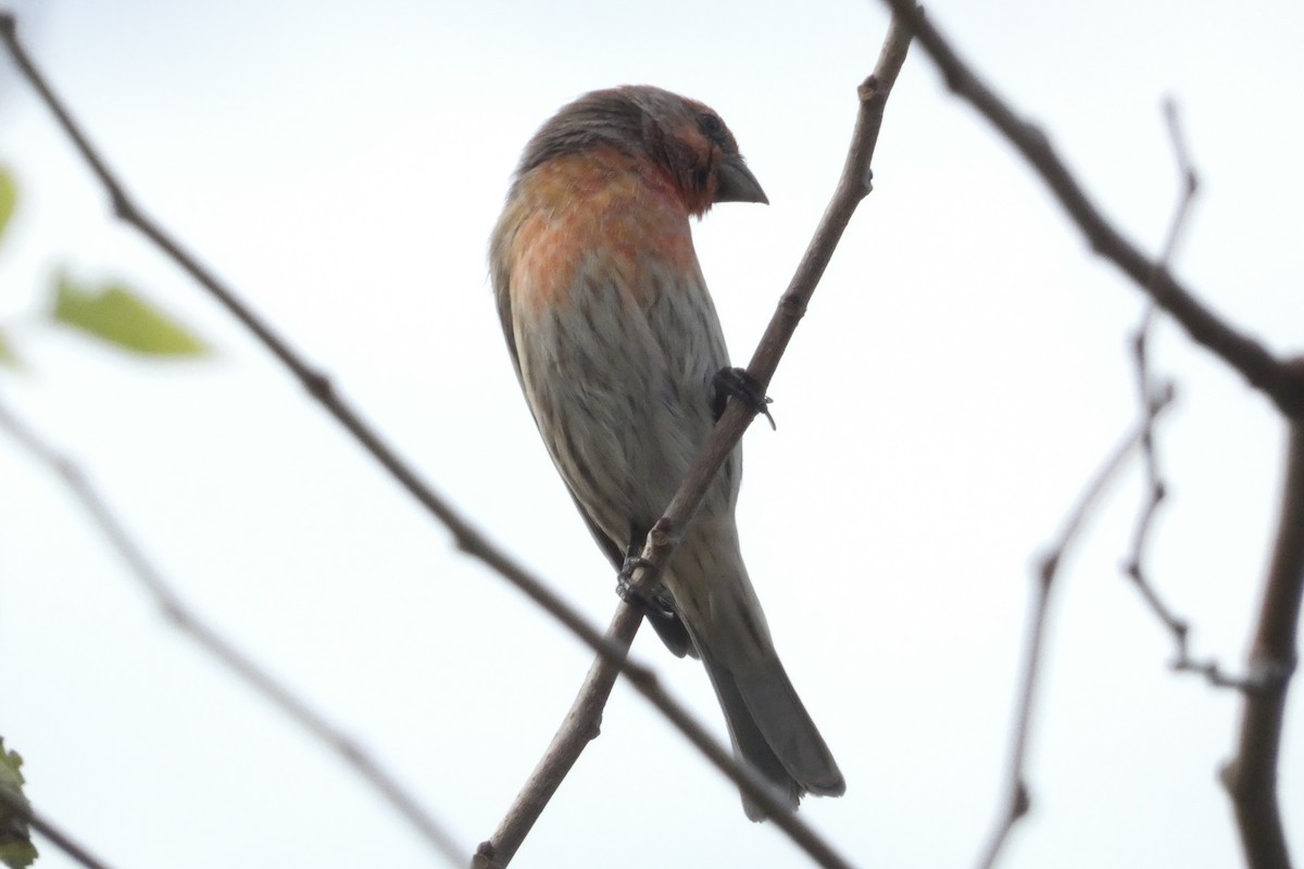 House Finch - ML624361903