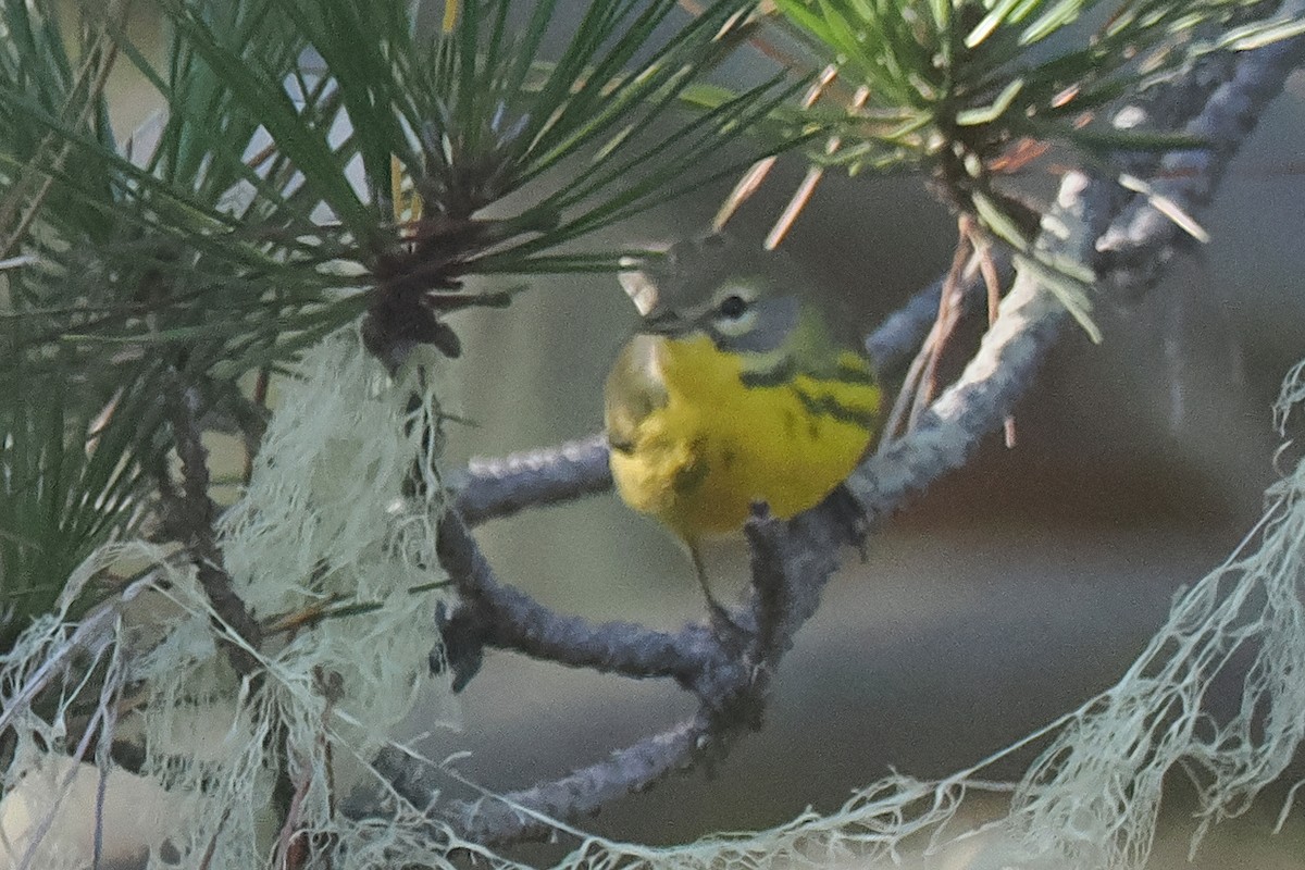 Prairie Warbler - ML624361923