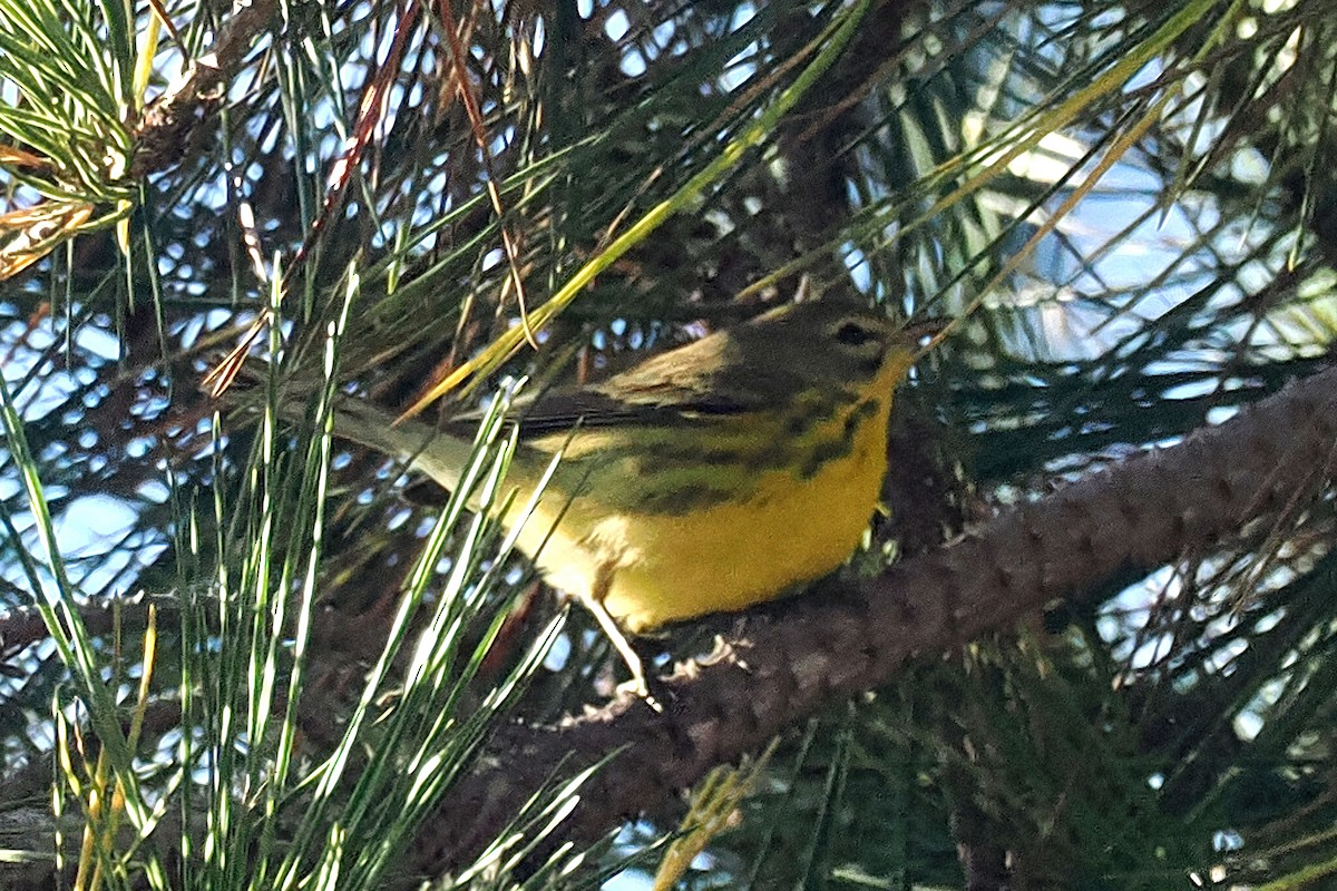 Prairie Warbler - ML624361925