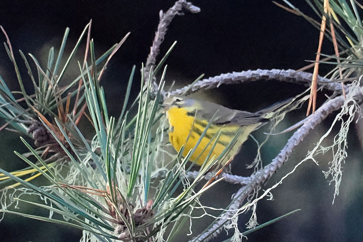 Prairie Warbler - ML624361927