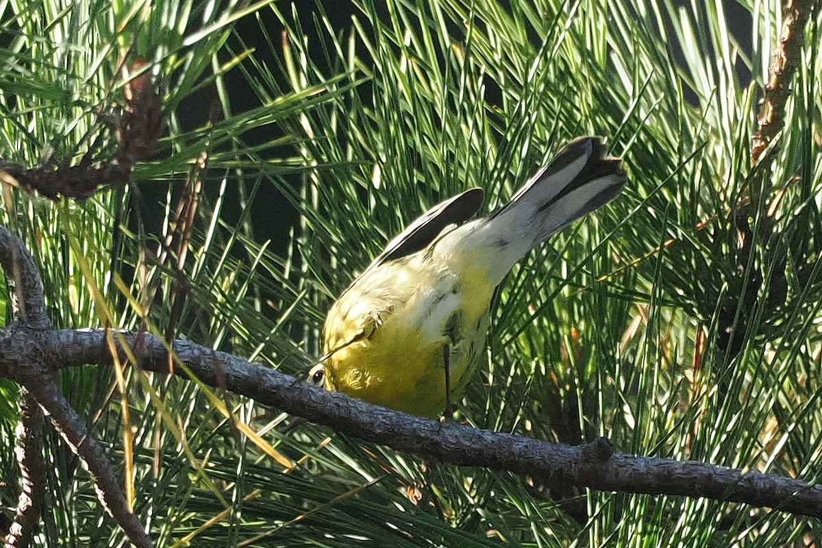 Prairie Warbler - ML624361928