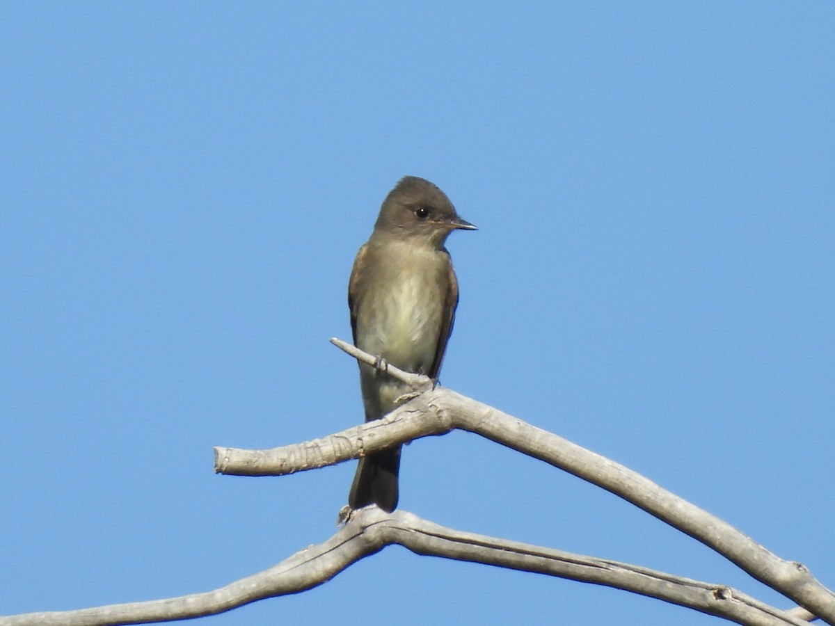 Western Wood-Pewee - ML624362010