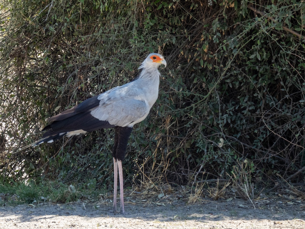 Secretarybird - ML624362016