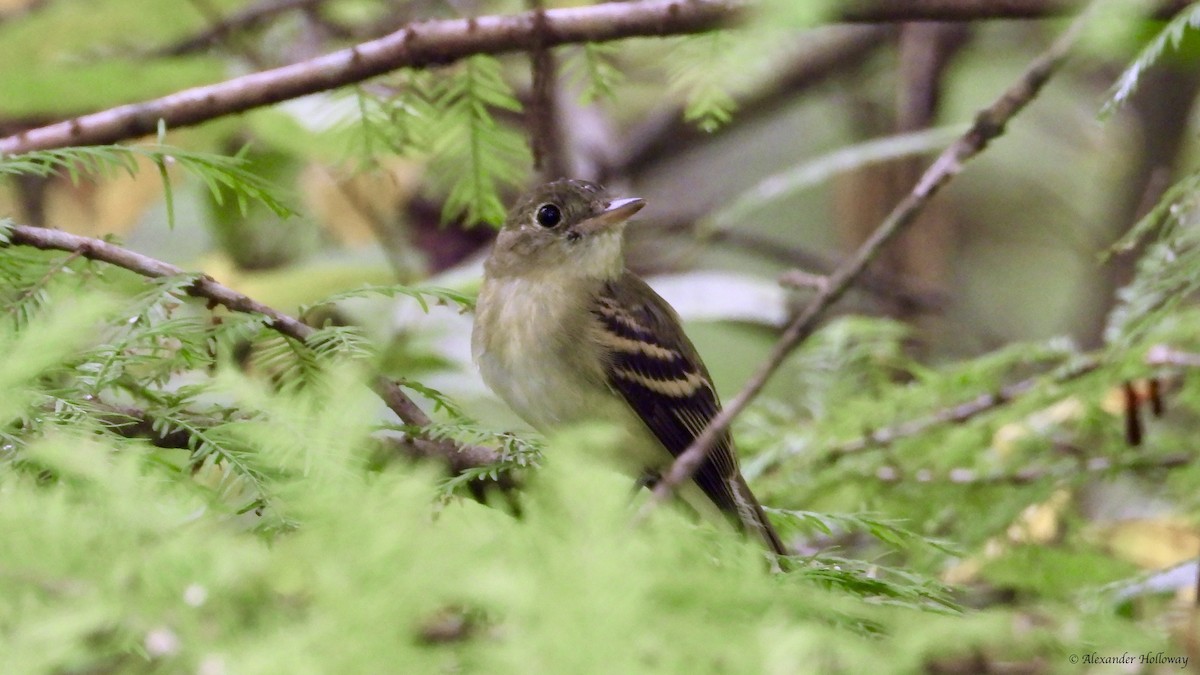 Acadian Flycatcher - ML624362262