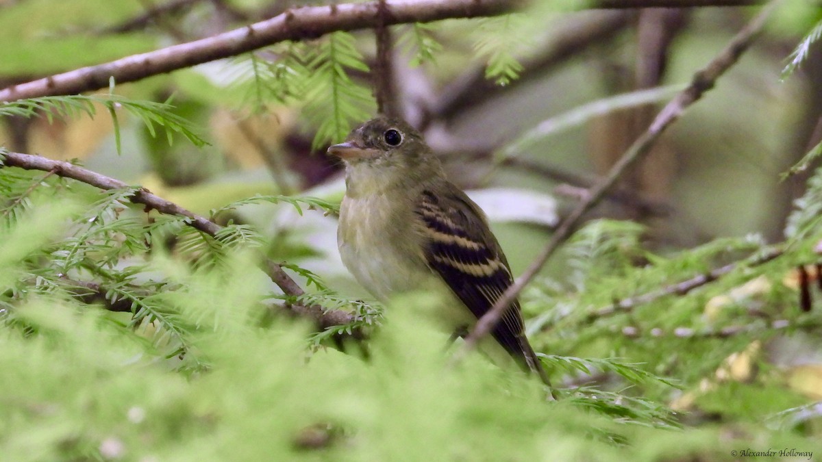 Acadian Flycatcher - ML624362263