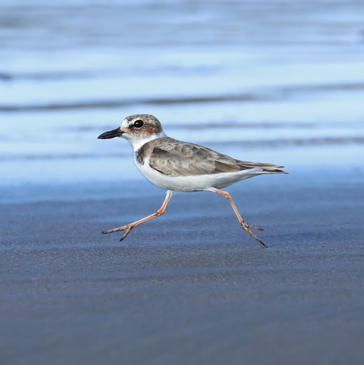 Wilson's Plover - ML624362362