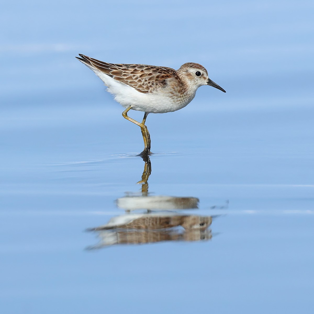 Least Sandpiper - ML624362379