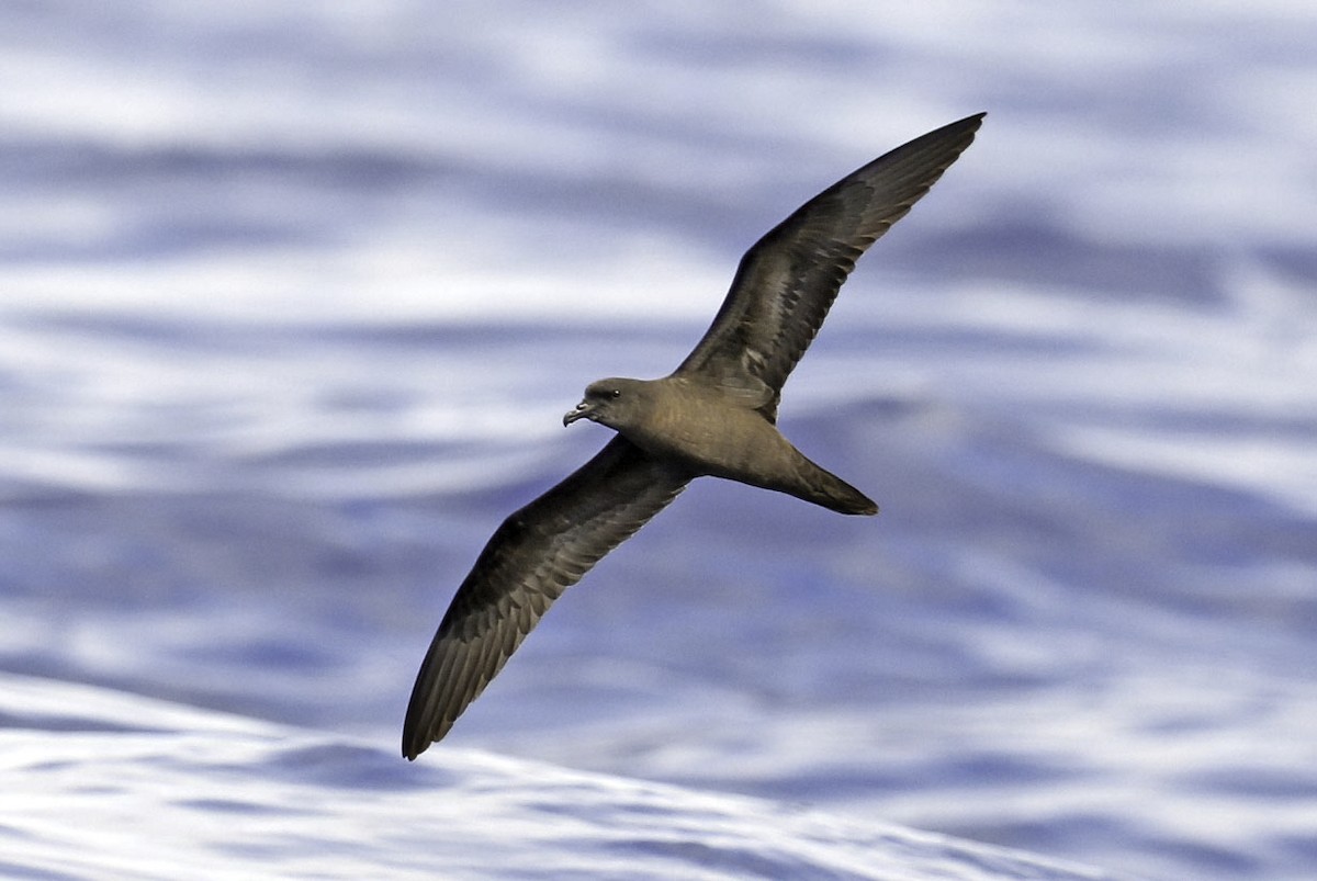 Bulwer's Petrel - ML624362395