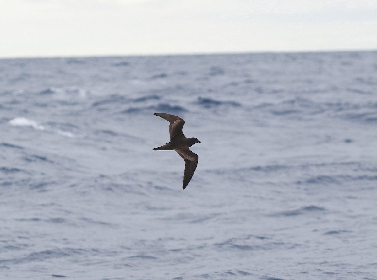 Bulwer's Petrel - ML624362427