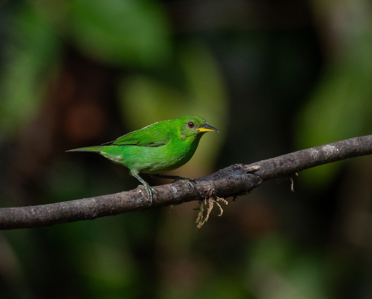 Green Honeycreeper - Tor Egil Høgsås