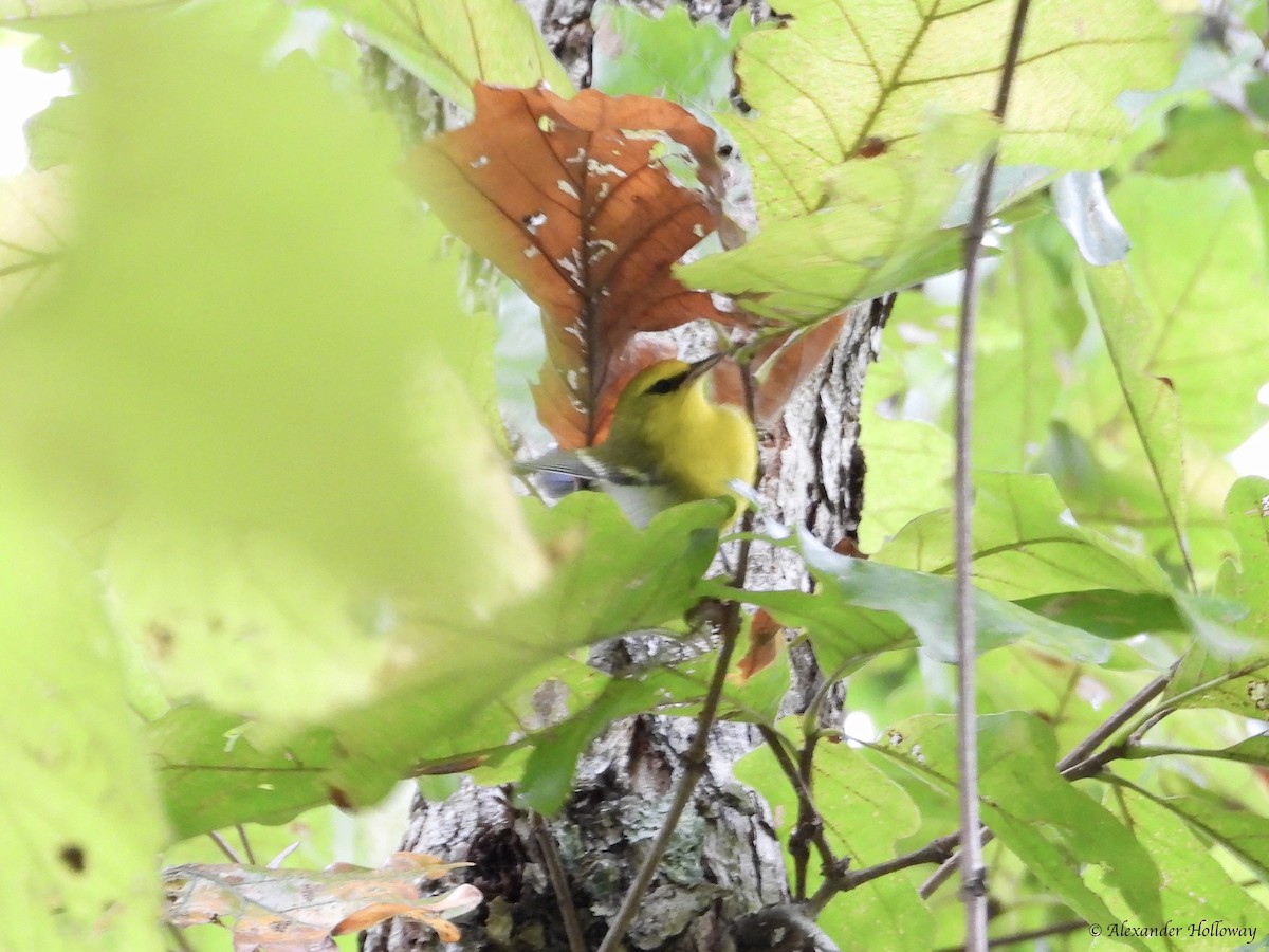 Blue-winged Warbler - ML624362556