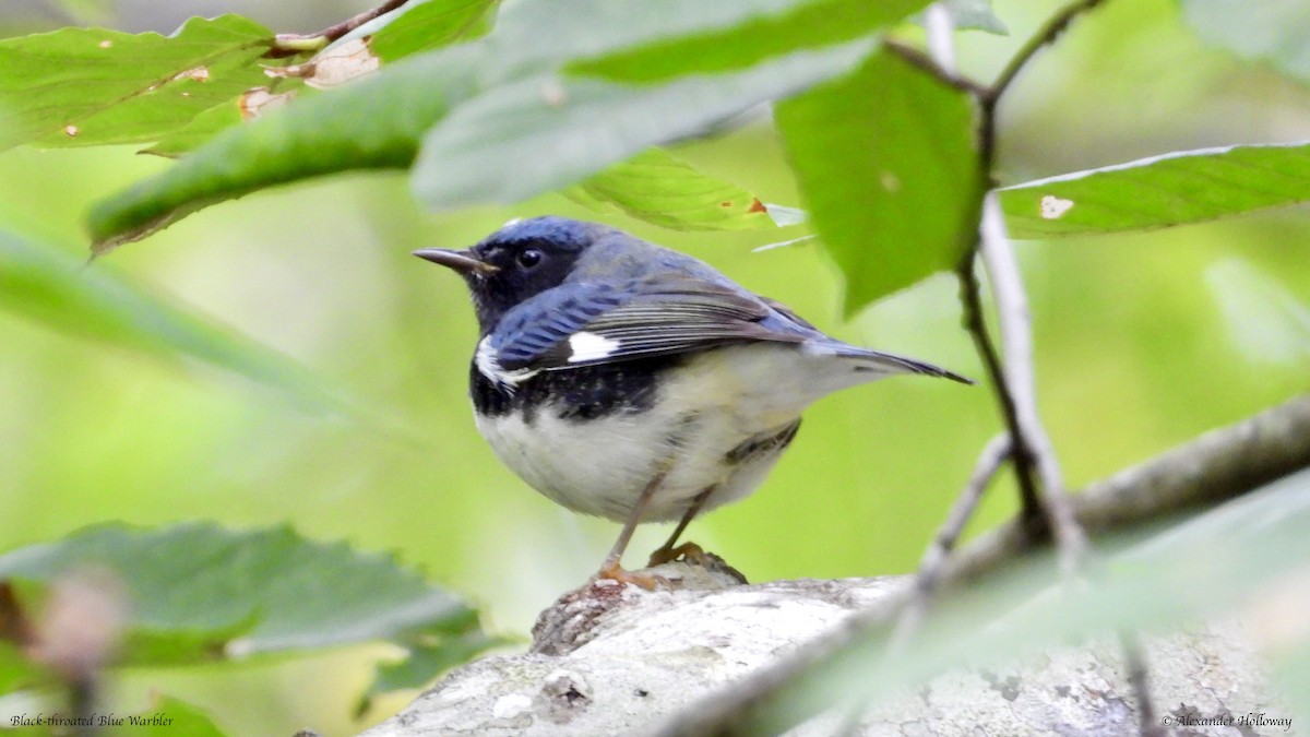 Black-throated Blue Warbler - ML624362590