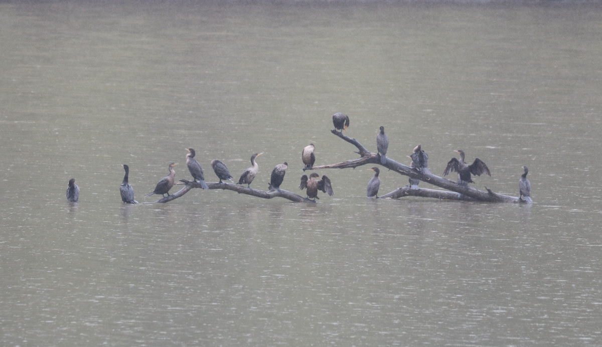 Double-crested Cormorant - ML624362635