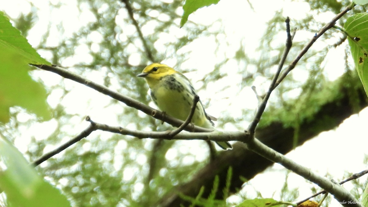 Black-throated Green Warbler - ML624362733