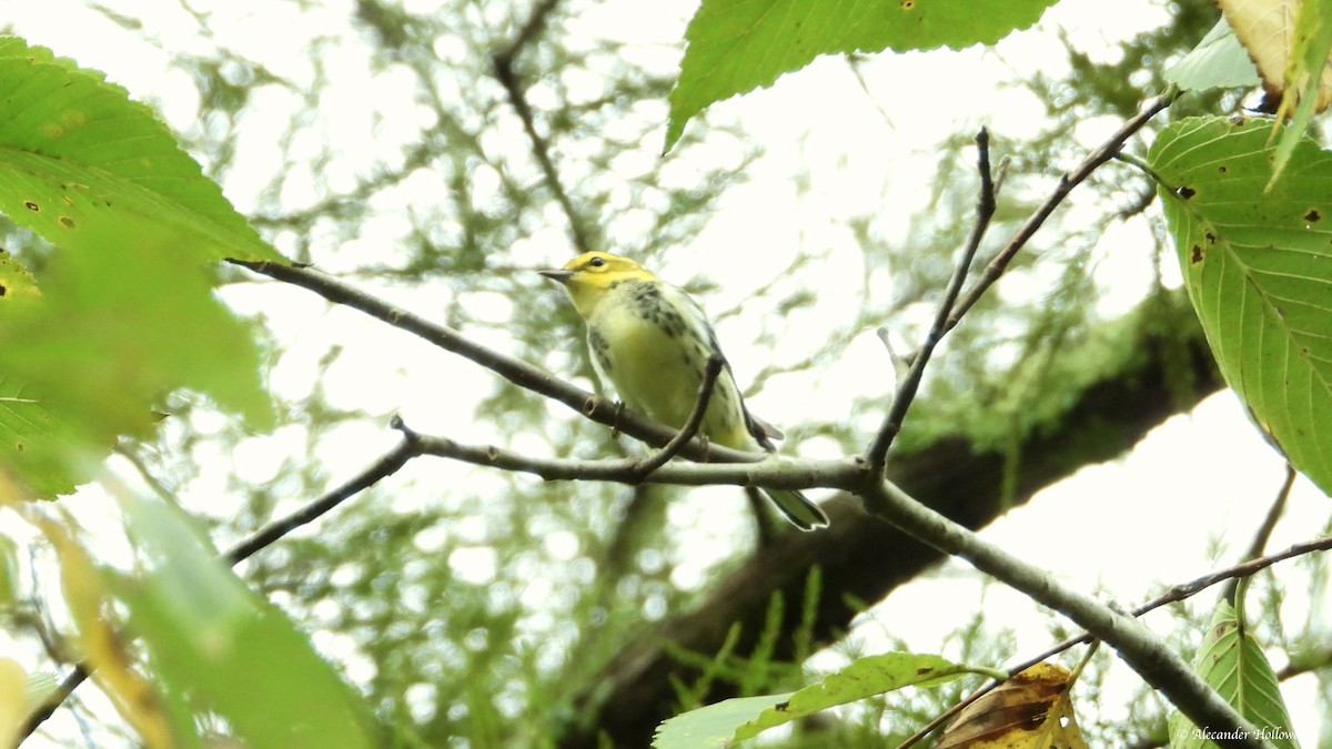 Black-throated Green Warbler - ML624362734