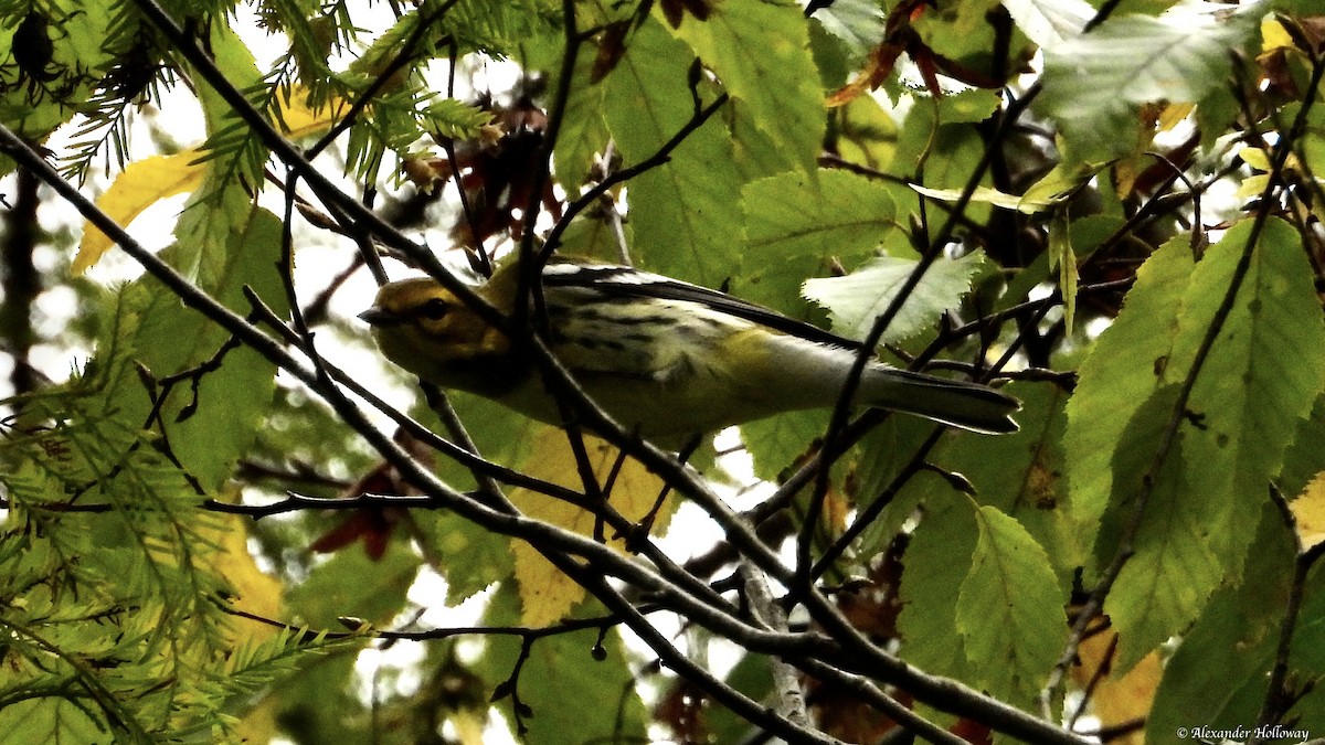 Black-throated Green Warbler - ML624362735