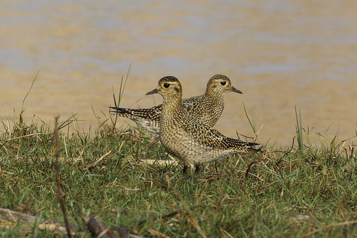 European Golden-Plover - António Gonçalves