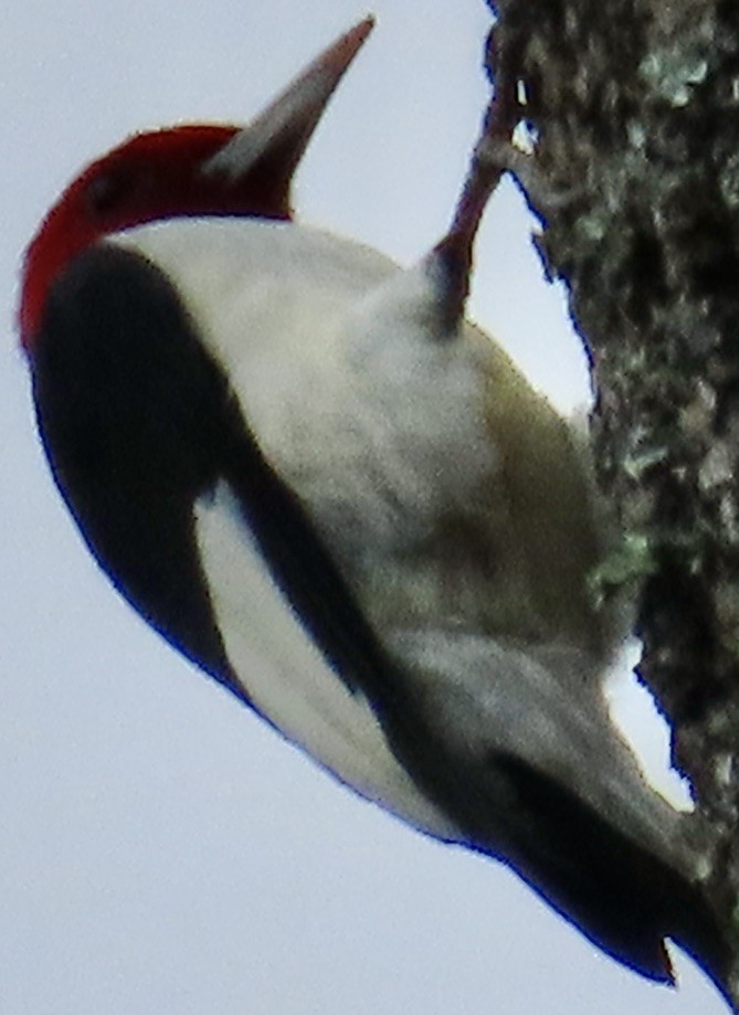 ズアカキツツキ - ML624363035
