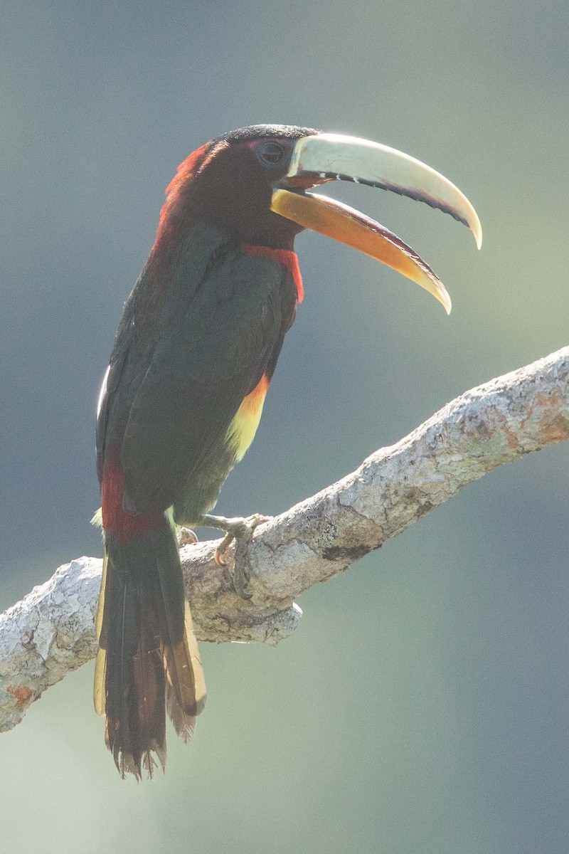 Ivory-billed Aracari - Eric VanderWerf