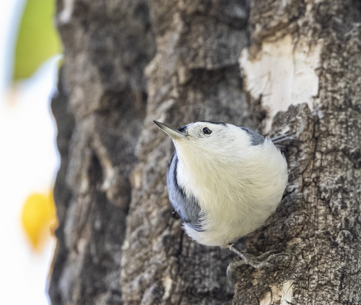 White-breasted Nuthatch - ML624363171