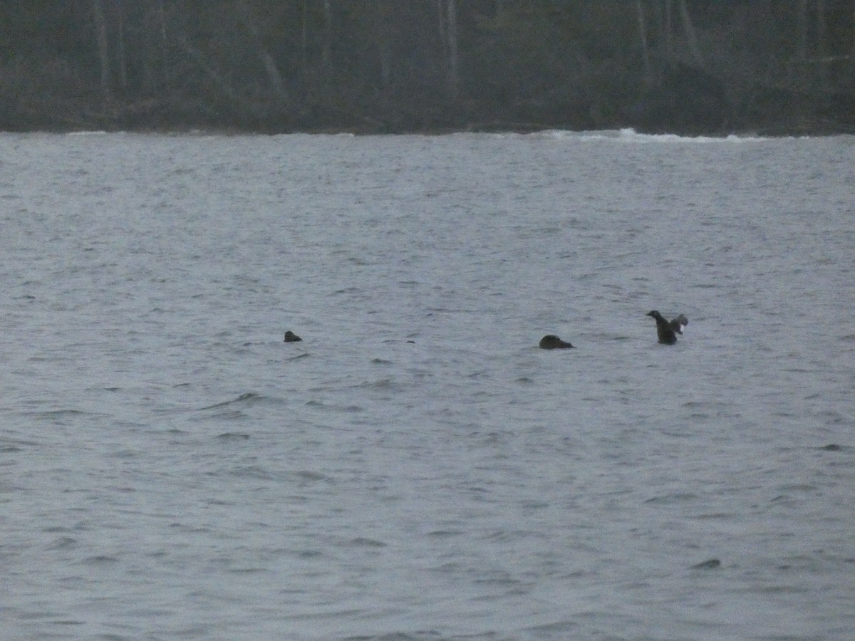 White-winged Scoter - ML624363223